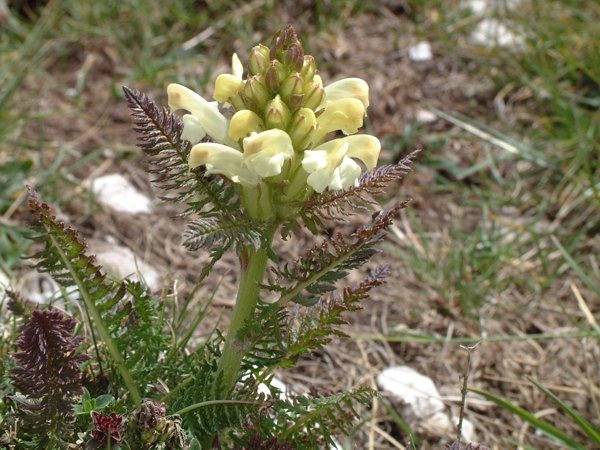 Pedicularis comosa / Pedicolare chiomosa